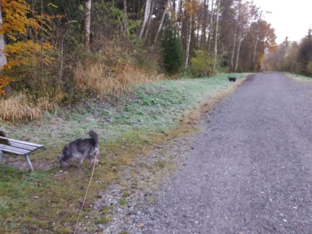 Obermaiselstein 2016 (13)